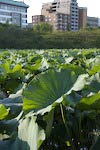 Lotus Plants in Shinobazu Pond
